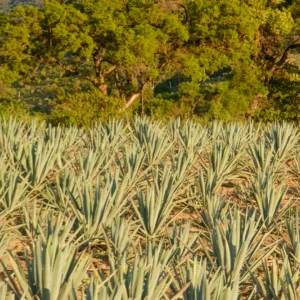 Mixteca y mezcal ft. Ehékatl Arizmendi